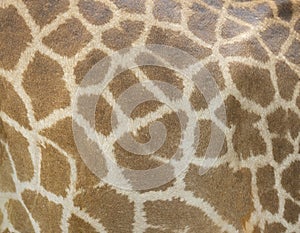 Giraffe skin pattern texture