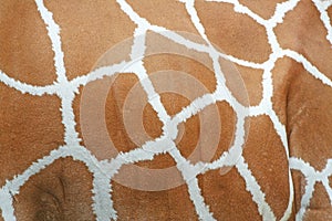 Giraffe skin patterns texture background