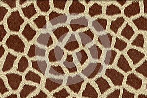 Giraffe skin texture