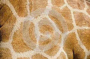 Giraffe skin texture