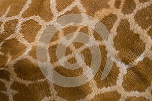 Giraffe skin texture