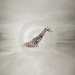 Giraffe in the sky