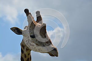 Giraffe sky portrait