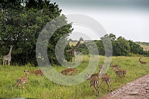 Giraffe and a small giraffe with antelopa on the road in Masai Mara Park