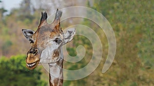 Giraffe smiling face on clear background with plenty of copy spa