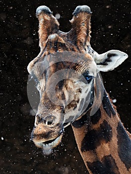 Giraffe snow