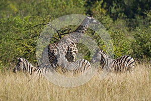 Giraffe and zebras. South Africa photo