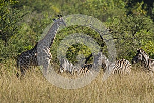 Giraffe and zebra South Africa