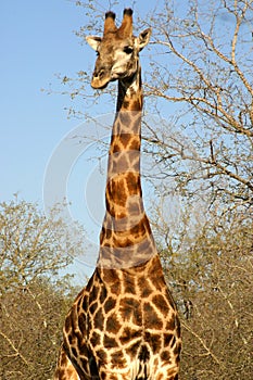 Giraffe (South Africa)