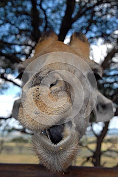 Giraffe, South Africa