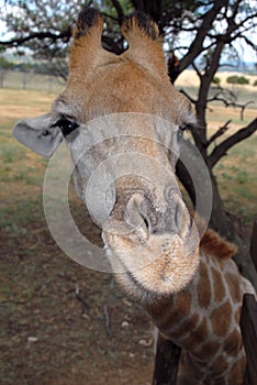 Giraffe, South Africa