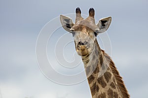 Giraffe in South Africa