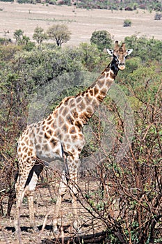 Giraffe south africa with much more words photo