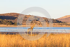 Giraffe from South Africa, Pilanesberg National Park. Africa