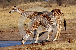 The giraffe, South African giraffe or Cape giraffe Giraffa camelopardalis giraffa drinking from the waterhole. Two giraffes
