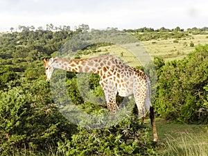 Giraffe South Afrika East Cape photo