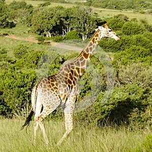 Giraffe South Afrika Eastern Cape