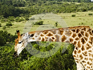 Giraffe South Afrika Eastern Cape photo