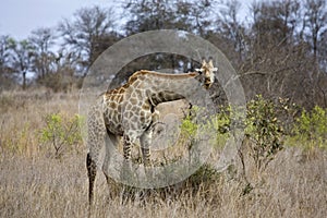 Giraffe, Southern Giraffe, Giraffa camelopardalis giraffa