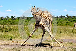 Giraffe split drinking Namibia Etosha