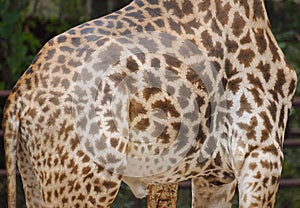 Giraffe spot pattern