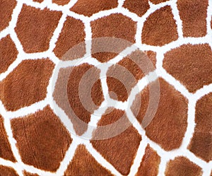 Giraffe Spots Fur Texture