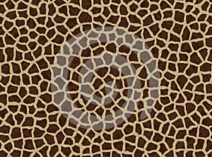 Giraffe spots, giraffe fur