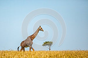 Giraffe spotted in the safari at Kenya