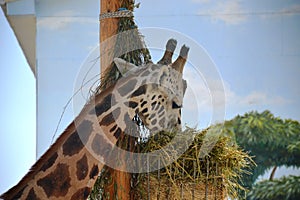 Giraffe, spotted, tall, animal, wild, zoo