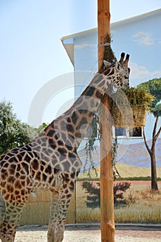 giraffe, spotted, tall, animal, wild, zoo