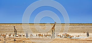 Giraffe, springbok, Zebra & Gemsbok Oryx