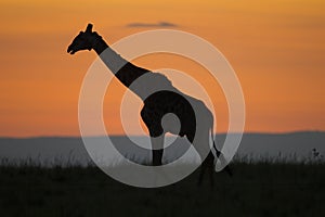 Giraffe Sst against a Sunset