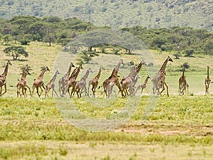 Giraffe stampede