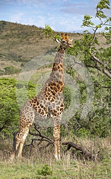 a giraffe standing in a field eating leaves off a tree