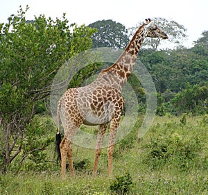 A giraffe standing in a forrested area photo