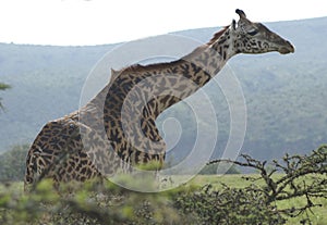 A giraffe standing in a forrested area photo