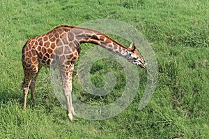 Giraffe standing in long green grass
