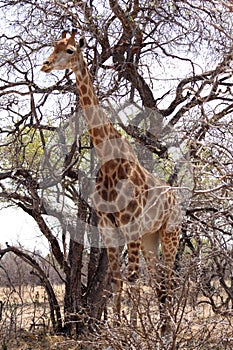 Giraffe standing next to large tree