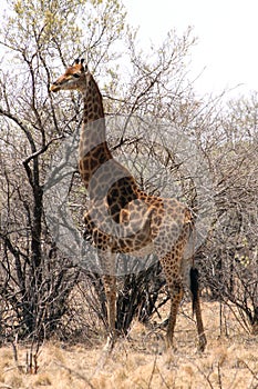 Giraffe standing next to large tree