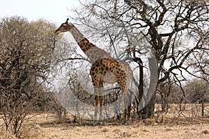 Giraffe standing next to large tree