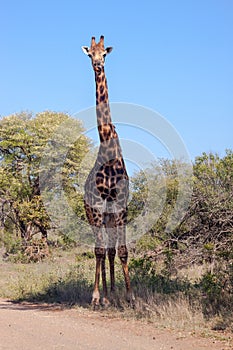 Giraffe standing next to a road