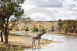 Giraffe standing on the river