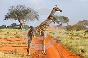 Giraffe img