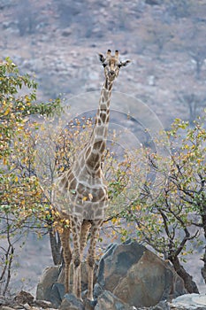 Giraffe standing on rocks, looking out for carnivores