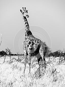 Giraffe standing in the savanna. African wildlife safari scene in Etosha National Park, Namibia, Africa. Black and white