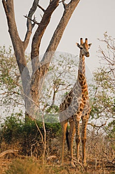 Giraffe Standing at Sunset