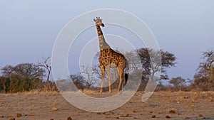 Giraffe standing at sunset in savannah of Etosha, Namibia.