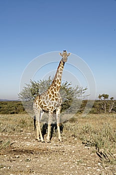 Giraffe standing tall in African bush-veld landscape with acacia tree under blue sky at Okonjima Nature Reserve, Namibia