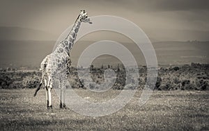 Giraffe Standing Tall at a conservancy