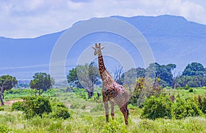 Giraffe standing in tall grass in Tsavo East National Park, Kenya.Kilimanjaro is in the background. It is a wild life